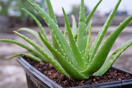 Aloe Vera Leaf
